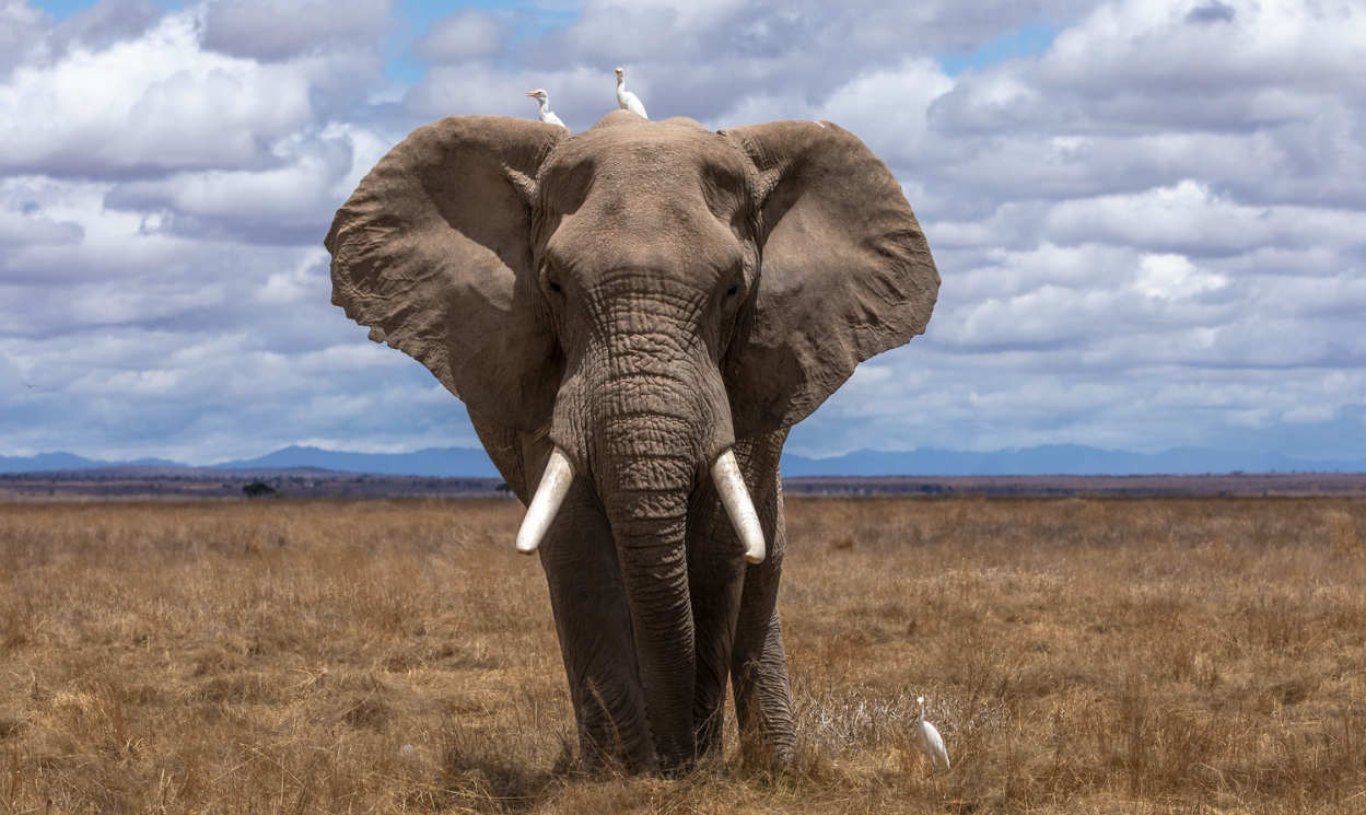 非洲象的寿命一般多久，有哪些特点？