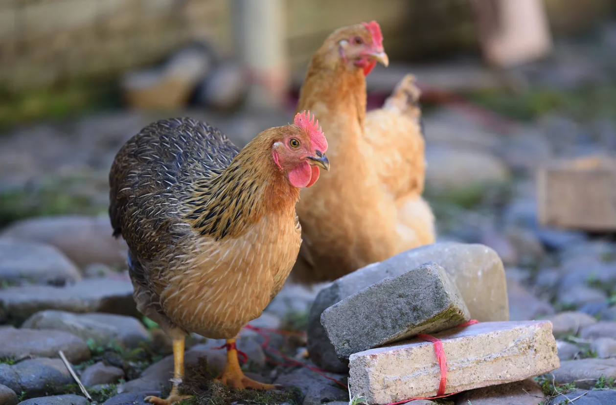 鸡舍出现禽流感如何进行消毒？