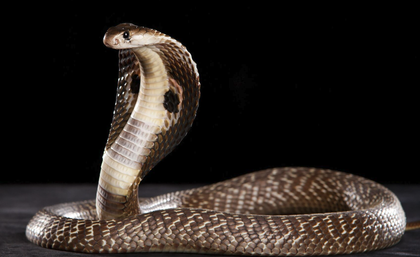 眼镜蛇有哪些品种？毒性有多强？