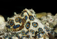 蓝环章鱼有哪些生活习性，分布在哪些海域？