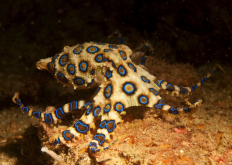 蓝环章鱼有哪些形态特征，寿命一般多久？