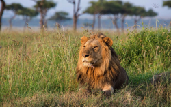 <strong>肯尼亚野生动物保护区介绍，目前面临哪些困境？</strong>