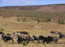 肯尼亚野生动物保护区有哪些极度珍贵的保护动物？