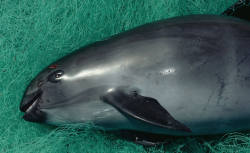 <strong>加湾鼠海豚有哪些生存挑战？目前有哪些相关政策保护？</strong>