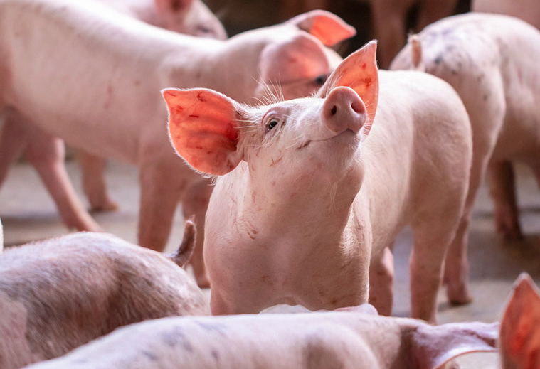 猪肚子常见的驱虫药物有哪些，有哪些副作用？