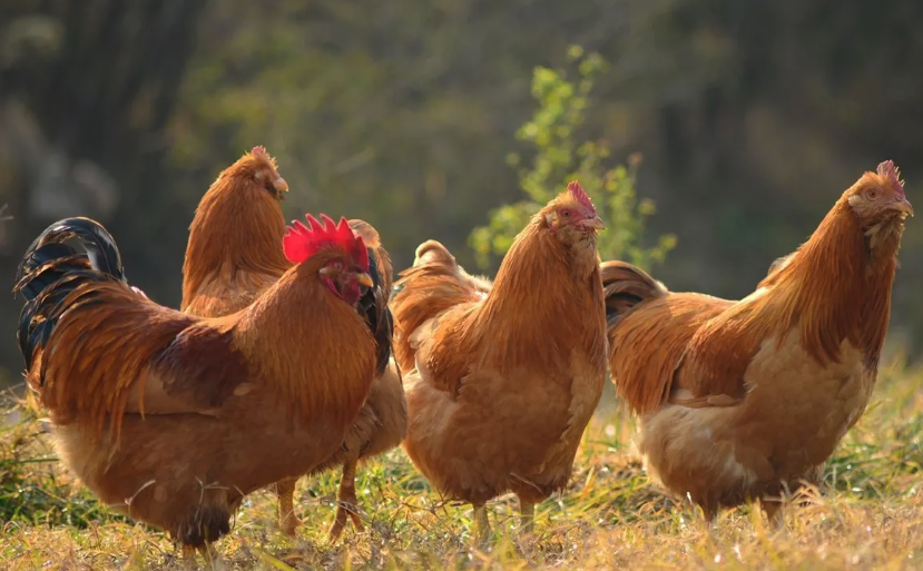 鸡感染坏死性肠炎如何处理，有哪些方法？