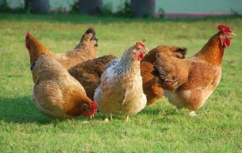 鸡感染坏死性肠炎如何处理，有哪些方法？