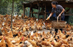 鸡感染鸡毒霉形体病有哪些治疗方法？
