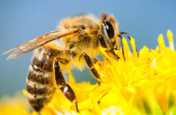 <strong>蜜蜂常见的中毒原因有哪些，如何防治?</strong>