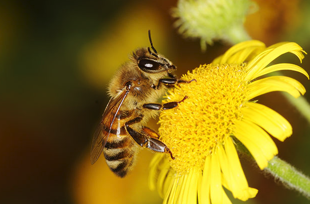 蜜蜂常见的中毒原因有哪些，如何防治?