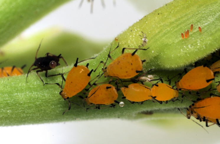 蚜虫的天敌有哪些，如何减少果树中蚜虫?