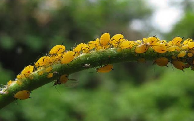 蚜虫的天敌有哪些，如何减少果树中蚜虫?