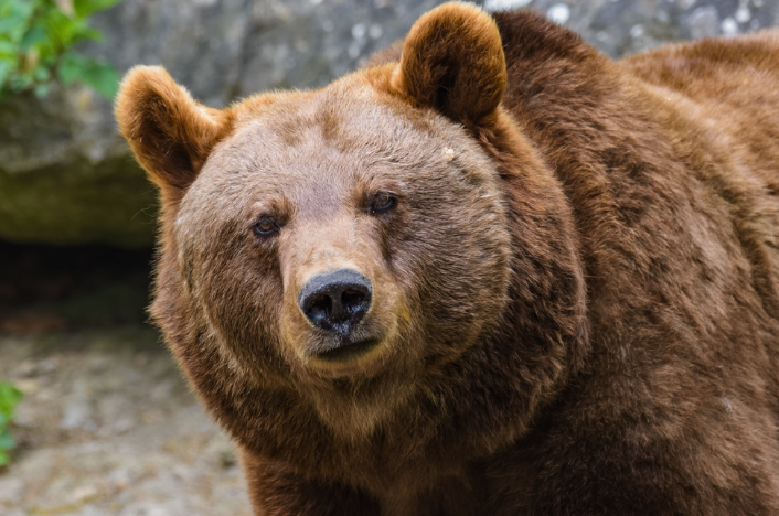棕熊冬眠周期多久，如何选择冬眠地点?