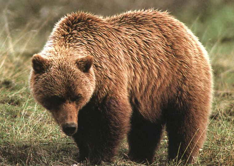 棕熊冬眠周期多久，如何选择冬眠地点?