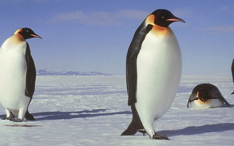 帝企鹅的形态特征怎么样，分布在哪些地区?