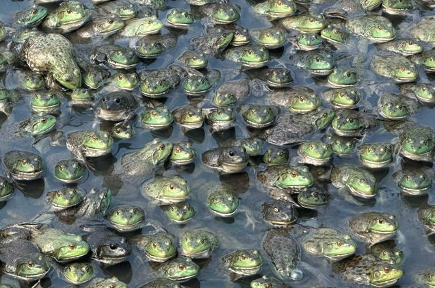 牛蛙有哪些常见病害，如何防治?