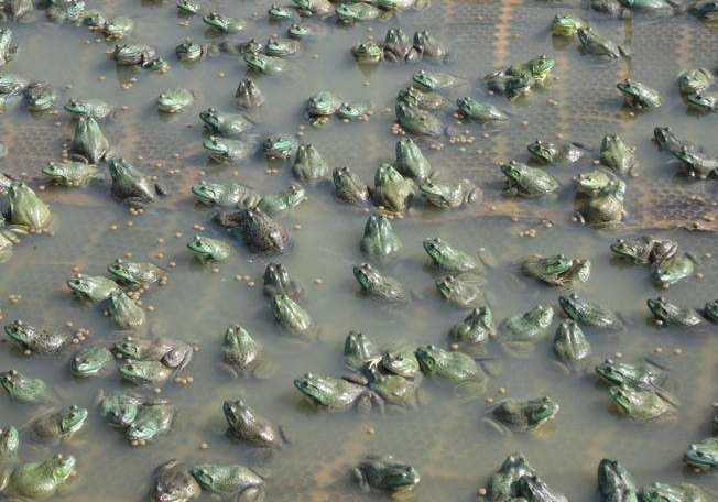 牛蛙有哪些常见病害，如何防治?