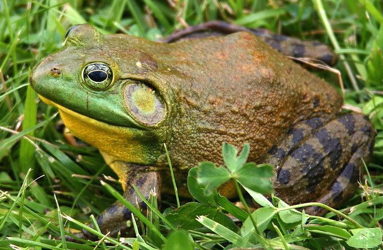 牛蛙的生活条件怎么样，如何养殖?