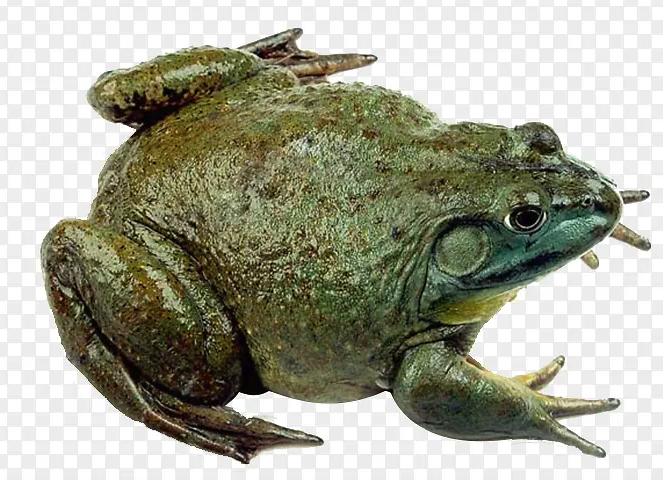 牛蛙的形态特征怎么样，有哪些价值?