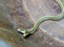 双头蛇是如何产生的？这种变异会对生物造成哪些影响？