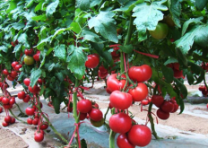<strong> 樱桃番茄对环境有什么要求，如何种植?</strong>