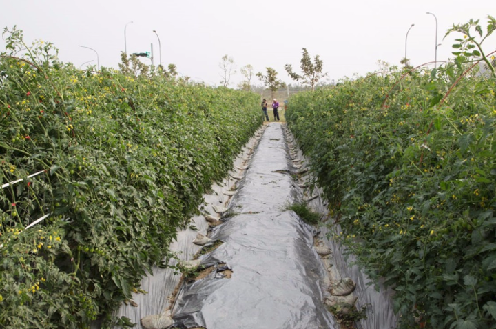 番茄种植在大棚和露地有哪些区别?