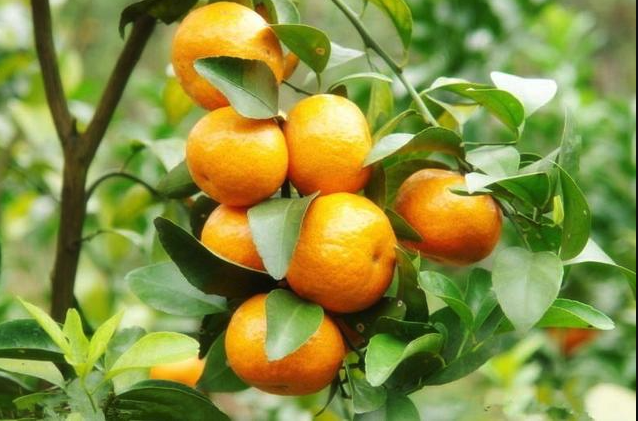 寄生蜂对橘子树有哪些危害，如何防治?