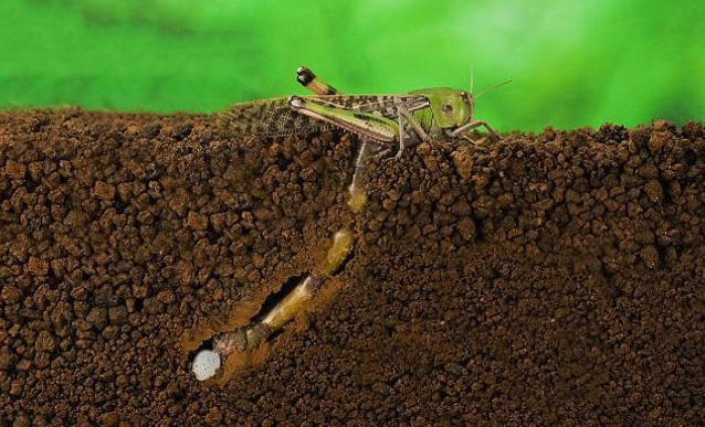 土壤中的蝗虫卵如何消灭，有哪些方法?