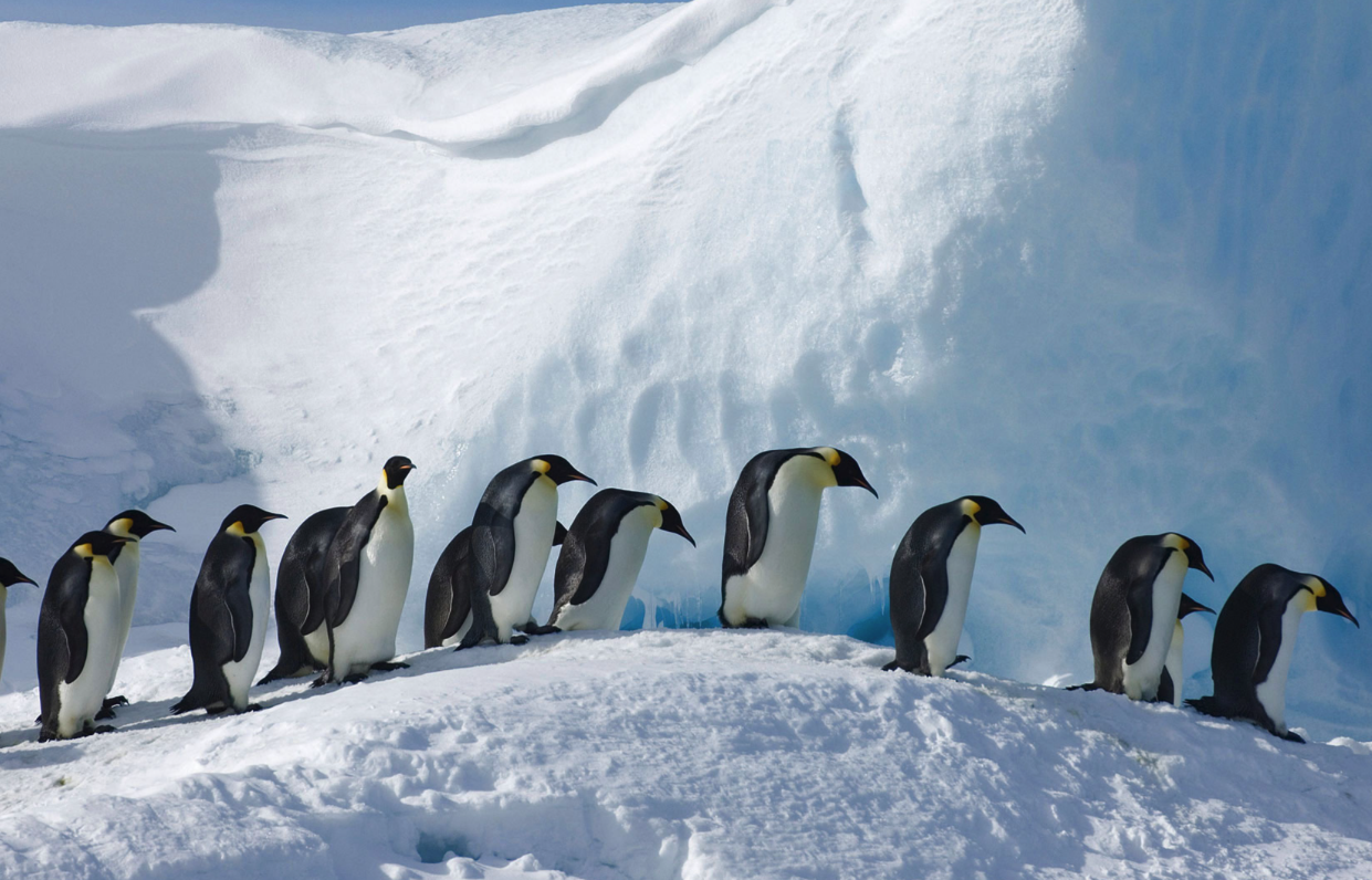 南极企鹅如何繁育？南极企鹅的种群和特点