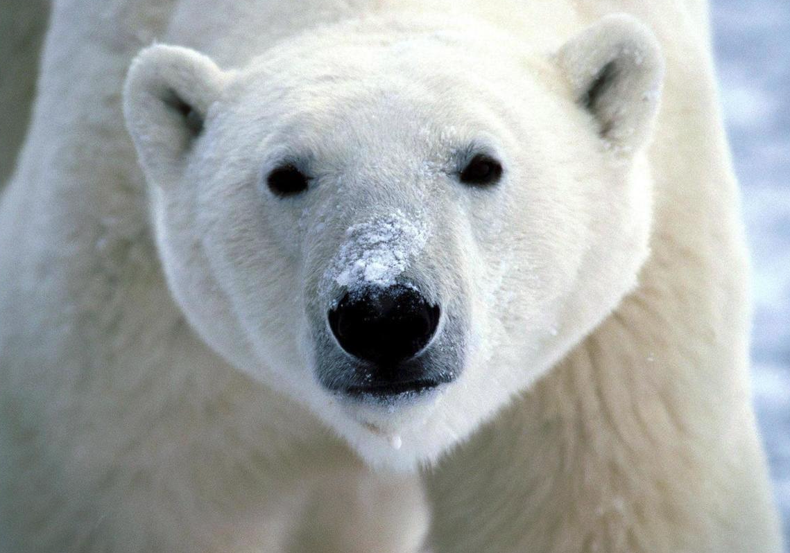 北极熊的毛发是如何保暖的？