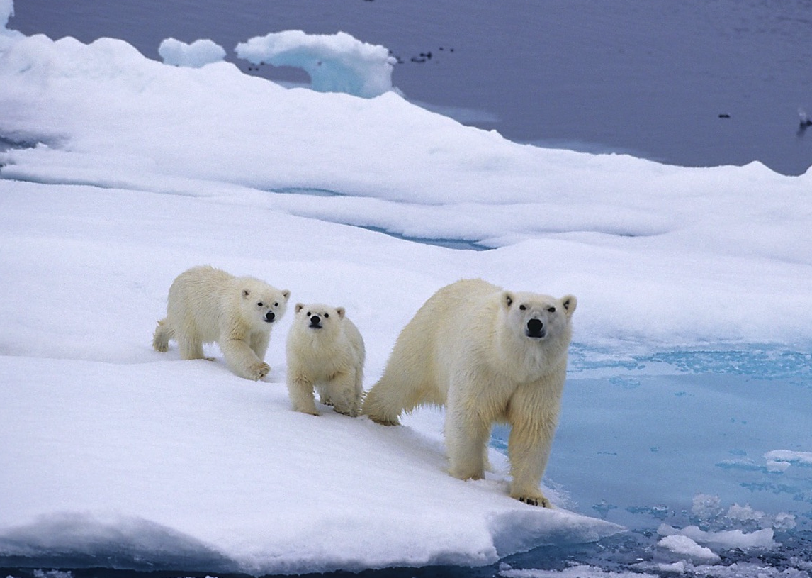 北极熊的食谱有哪些？目前这一物种存在哪些生存问题？