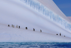<strong>南极有哪些珍贵的生物资源？如何利用？</strong>
