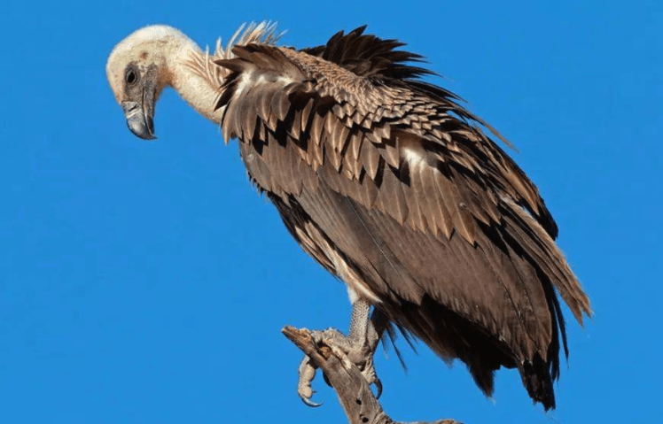 秃鹫有哪些形态特征，分布在哪些区域?