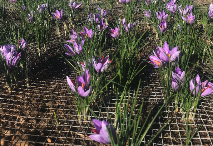 藏红花有哪些形态特征，分布在哪些地区?