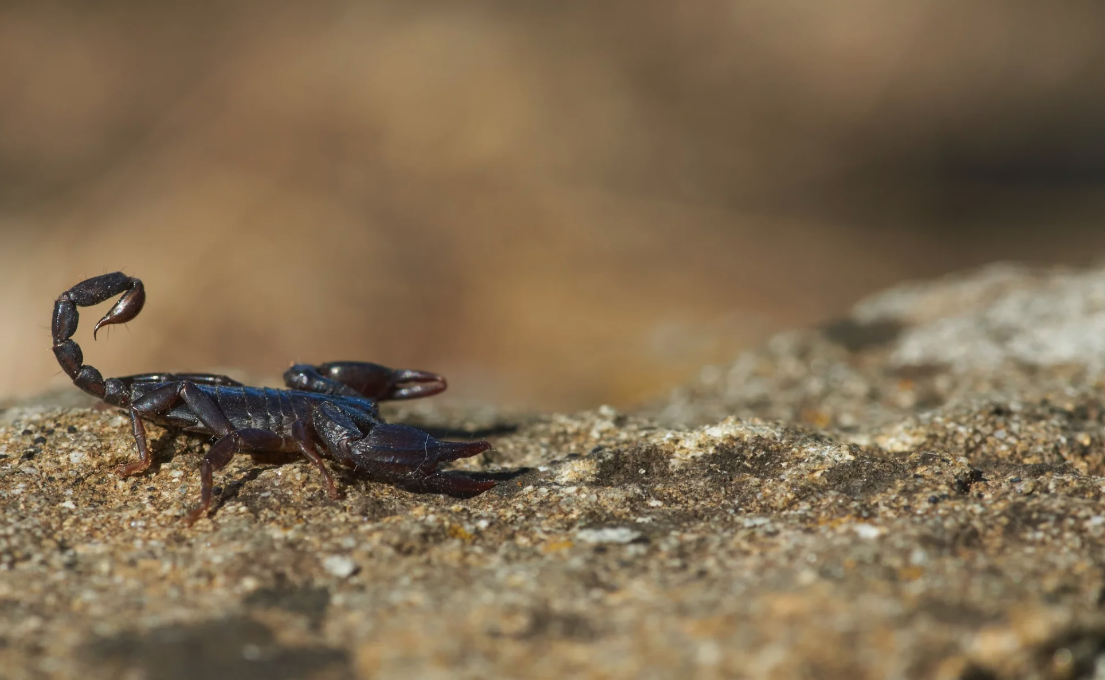 蝎子有哪些生态习性，如何进行养殖？