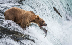 阿拉斯加棕熊有哪些饮食习性，如何饲养?