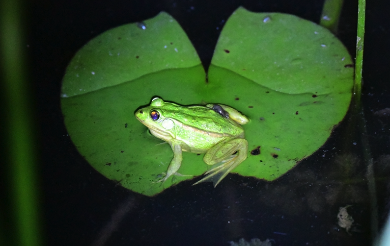 棕褶树蛙有哪些繁殖方式，如何进行养殖？