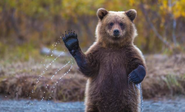 阿拉斯加棕熊有哪些形态特征，分布在哪些地区?
