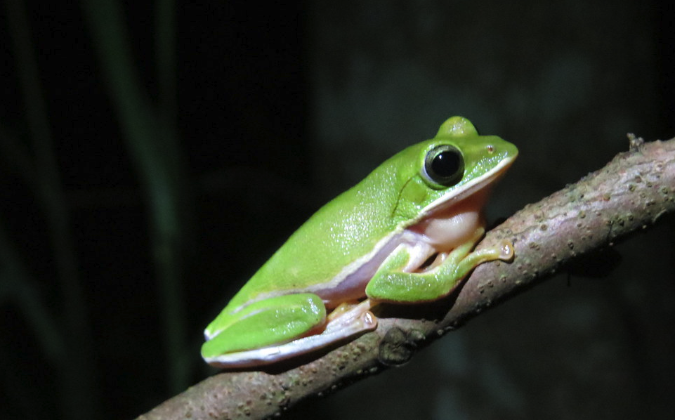 大绿蛙有哪些生态习性，如何进行养殖？