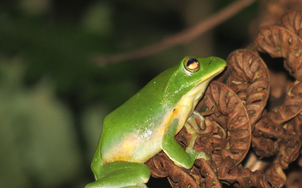 大绿蛙有哪些形态特征，分布在哪些地区？