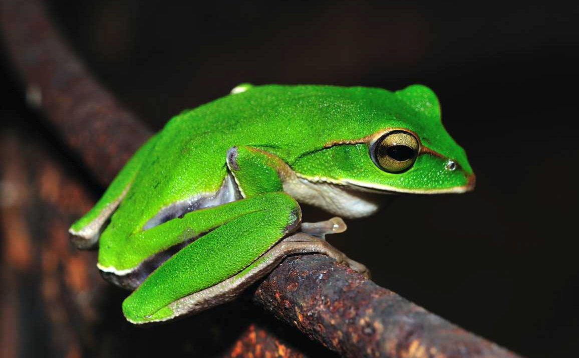 大绿蛙有哪些形态特征，分布在哪些地区？