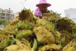 <strong>脱壳向日葵粕蛋白质含量高吗，可以做牛饲料吗?</strong>