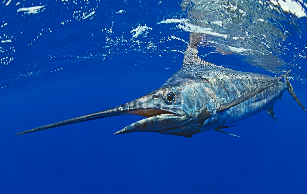 蓝旗鱼一般生活在哪些海域，对于生态环境有哪些要求？