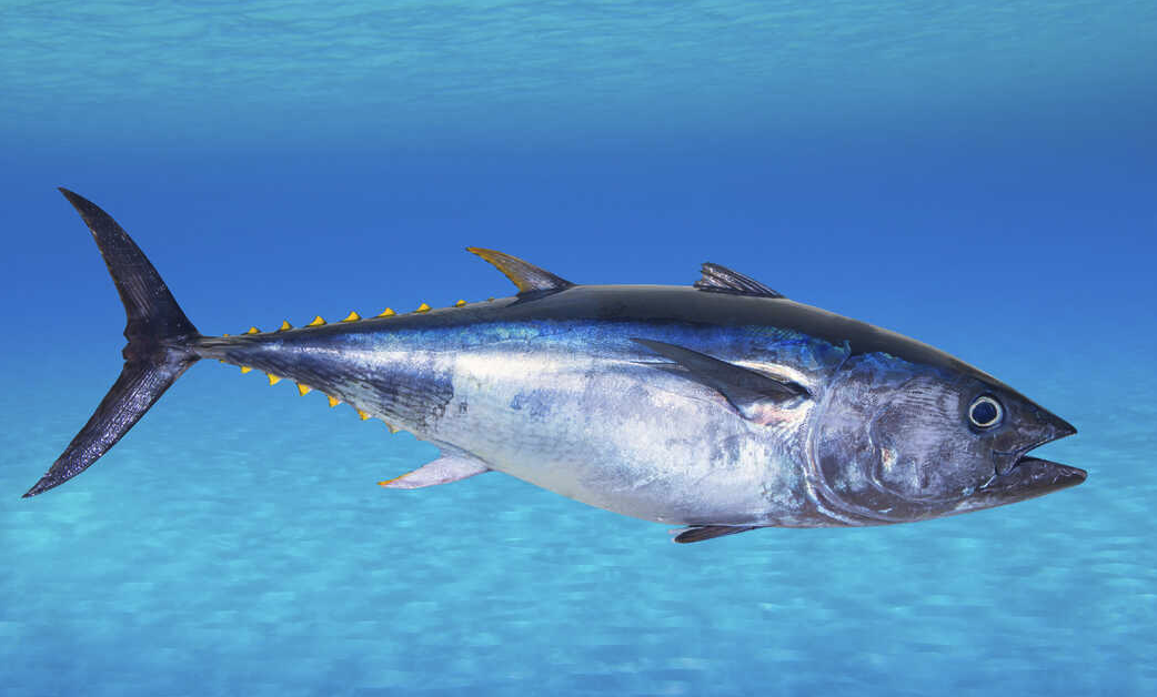 蓝鳍金枪鱼的游速有多快，如何进行养殖？