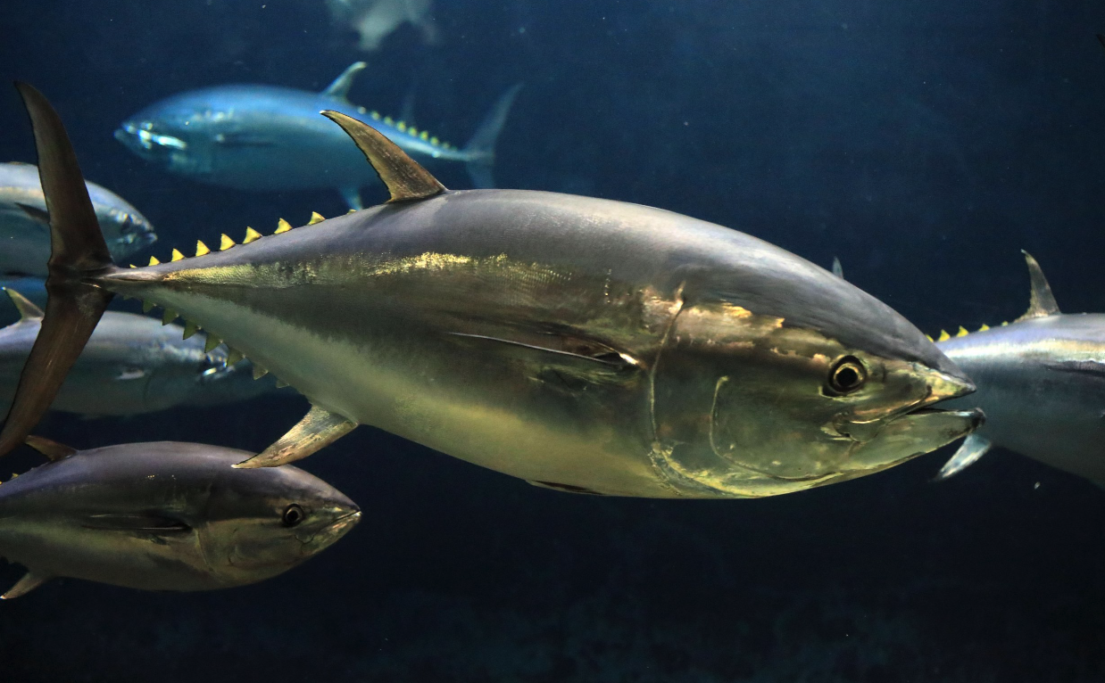 蓝鳍金枪鱼一般可以长到多大，有哪些营养价值？