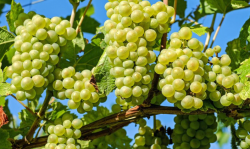 <b>葡萄种植周期需要多久，葡萄干是怎么制成的？</b>