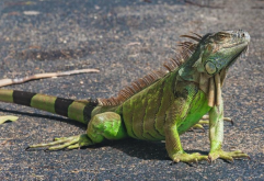 绿鬣蜥有哪些饮食习性，可以游泳吗？