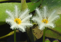 <strong>白花荇菜有哪些繁殖方式，如何进行移栽？</strong>