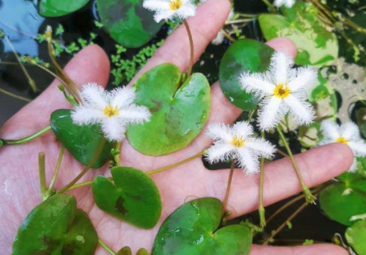 白花荇菜种子如何培育，如何施肥？