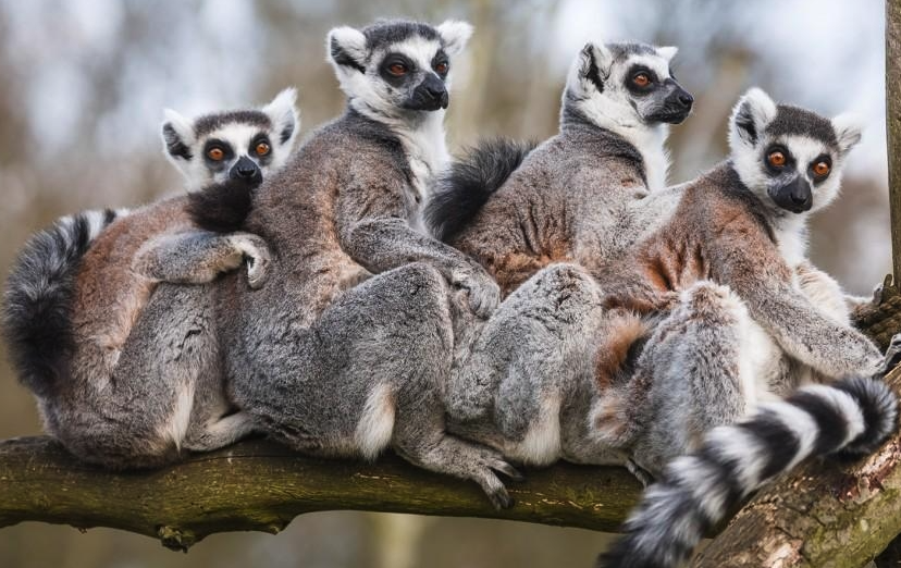 狐猴有哪些饮食习性，为什么只存在马达加斯加岛？